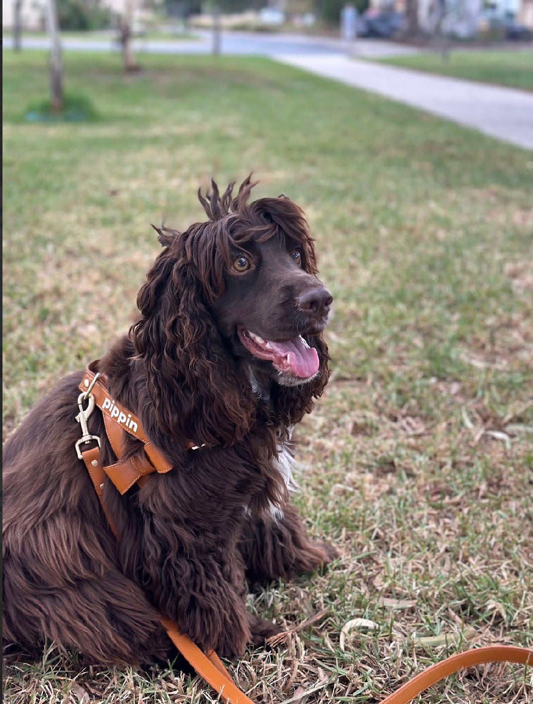 Harness