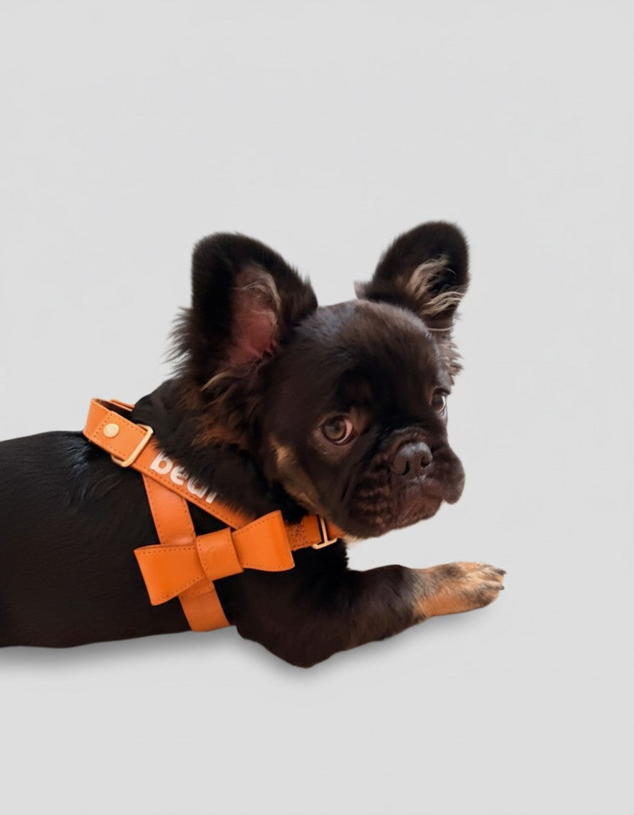 Harness