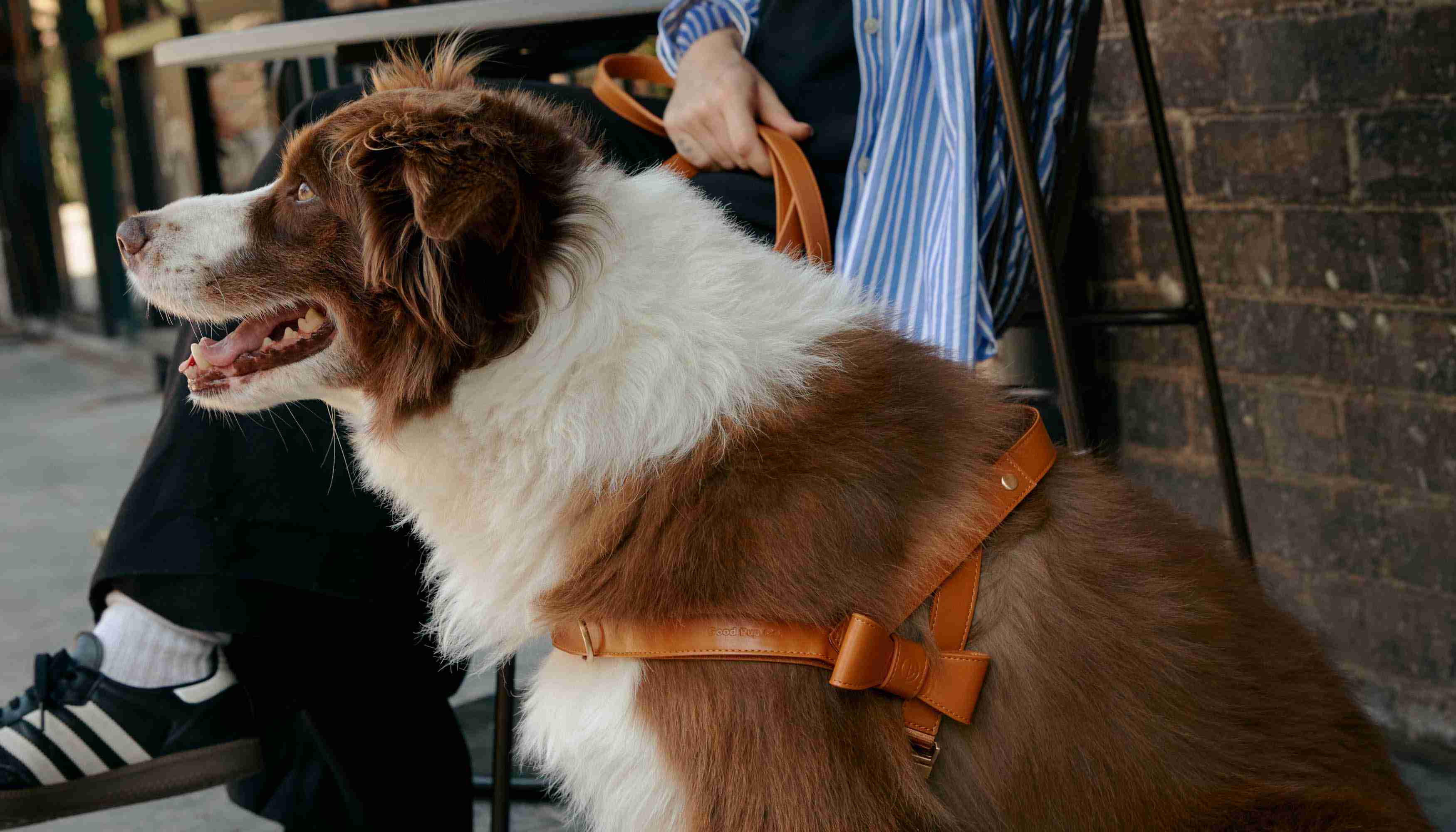 The Signature Set - Good Pup Co