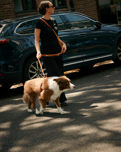 Fourways Leash