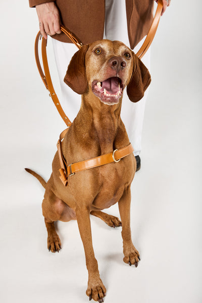 No-pull D-ring attachment