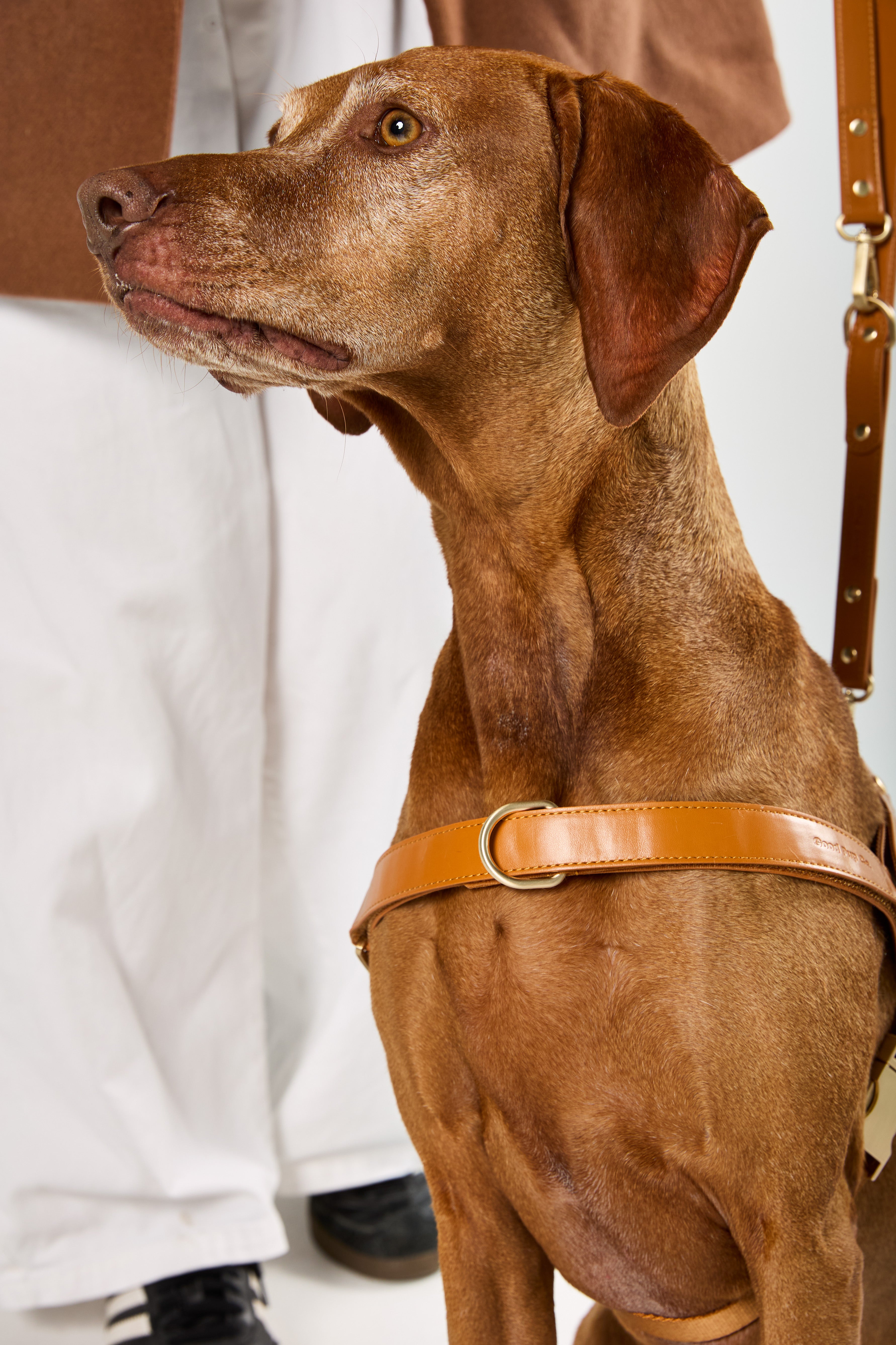 No-pull D-ring attachment